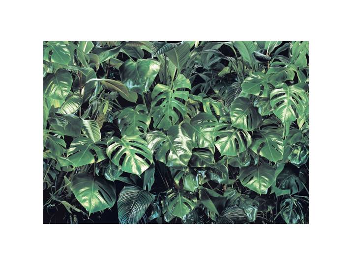 Papier Peint Panoramique Feuilles Vert - Sanders & Sanders