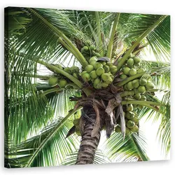 WANDBILD kokusnuss palme
