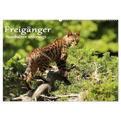 Freigänger - Hauskatzen unterwegs (Wandkalender 2027 DIN A2 quer), CALVENDO Monatskalender
