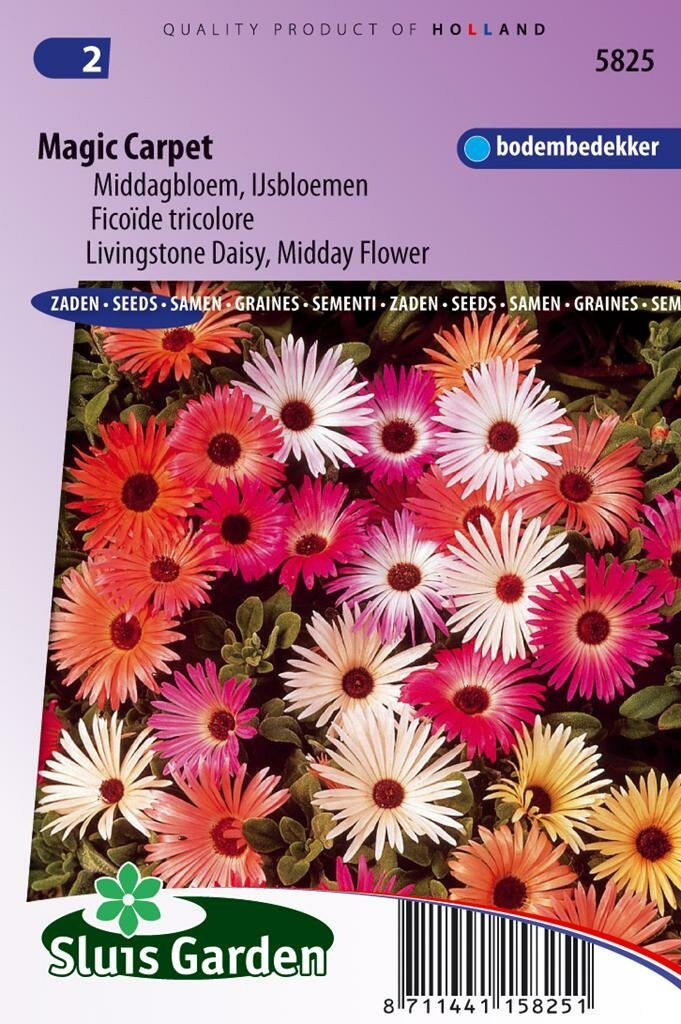 Sluis Garden Dorotheanthus Bellidiformis zaden Magic Carpet ijsbloem