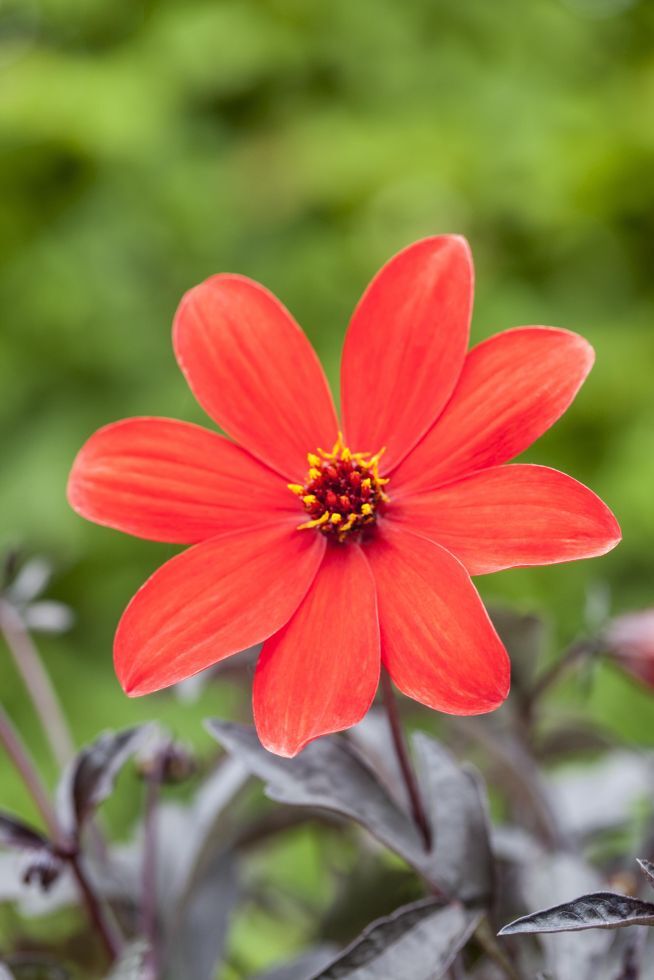 Pflanzen Dahlia in Sorten H ca 30 cm 23 cm Topf