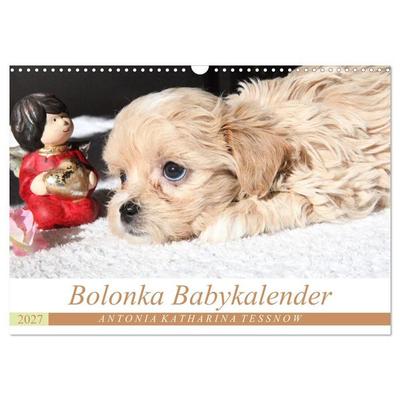 Bolonka Babykalender 2027 (Wandkalender 2027 DIN A3 quer), CALVENDO Monatskalender