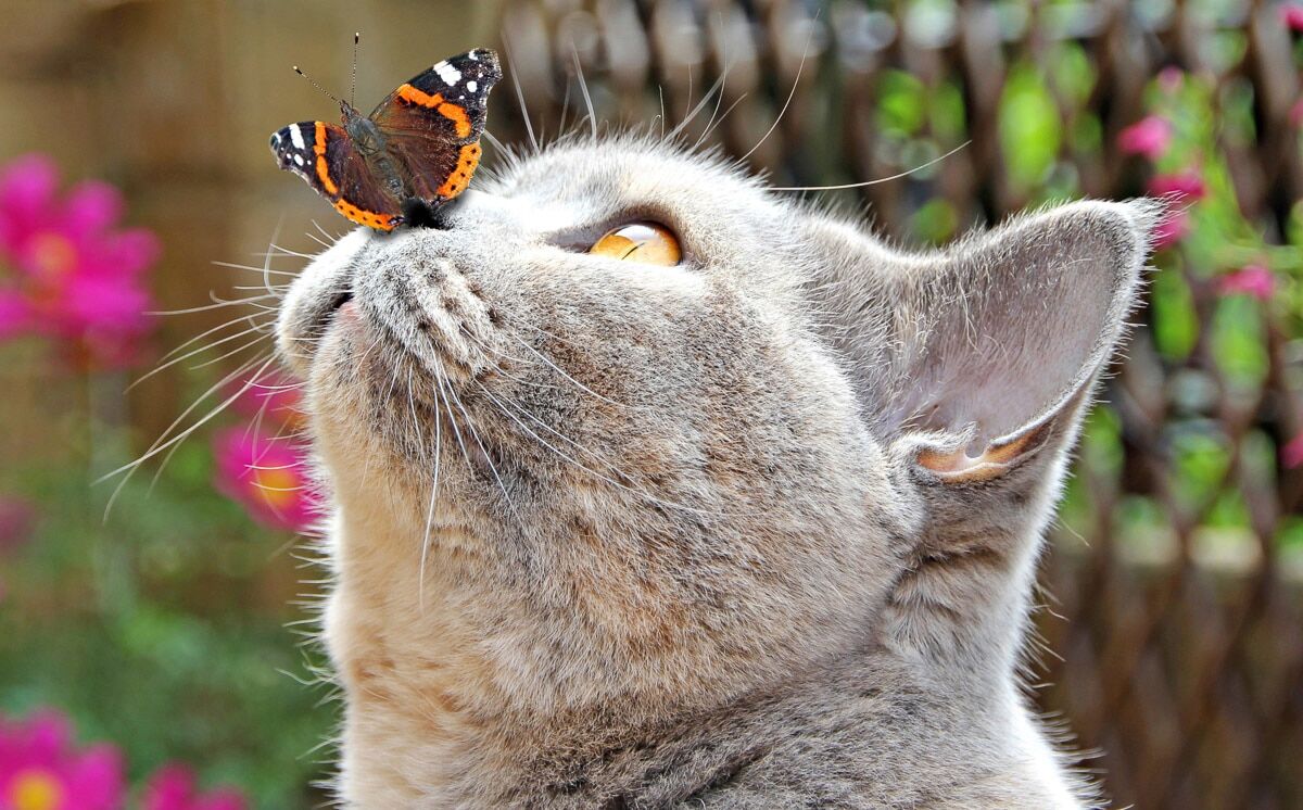 Fototapete PAPERMOON "Schmetterling und Katze", bunt, B:1,5m L:1,11m, Vlies, Tapeten, Fototapete