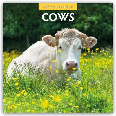 Cows – Kühe 2027 – 16-Monatskalender