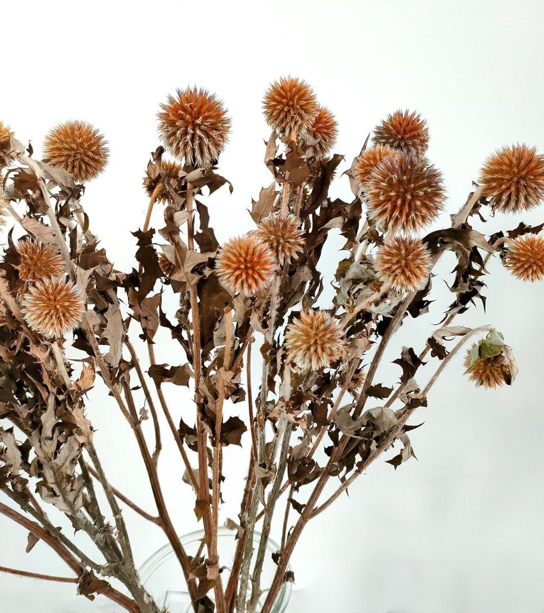 Gedroogde Echinops Distel Bloem Bolletjes - Oranje - 50-60 cm