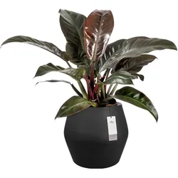 Elho, Blumentopf, June Split (46 x 46 x 42.60 cm)