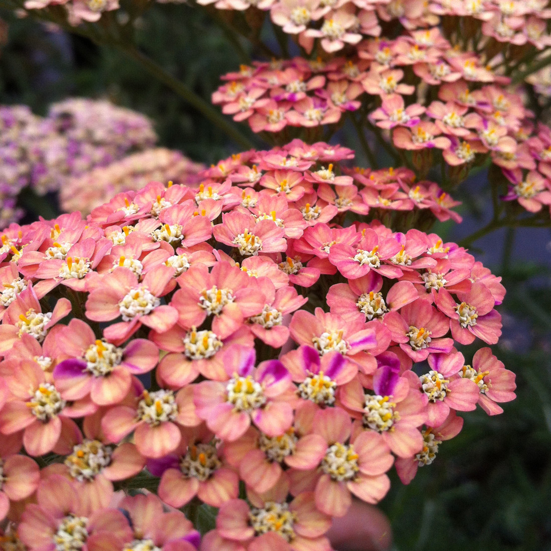 6 x Schafgarbe Achillea millefolium Wesersandstein in pot van 9x9 cm van Arborix