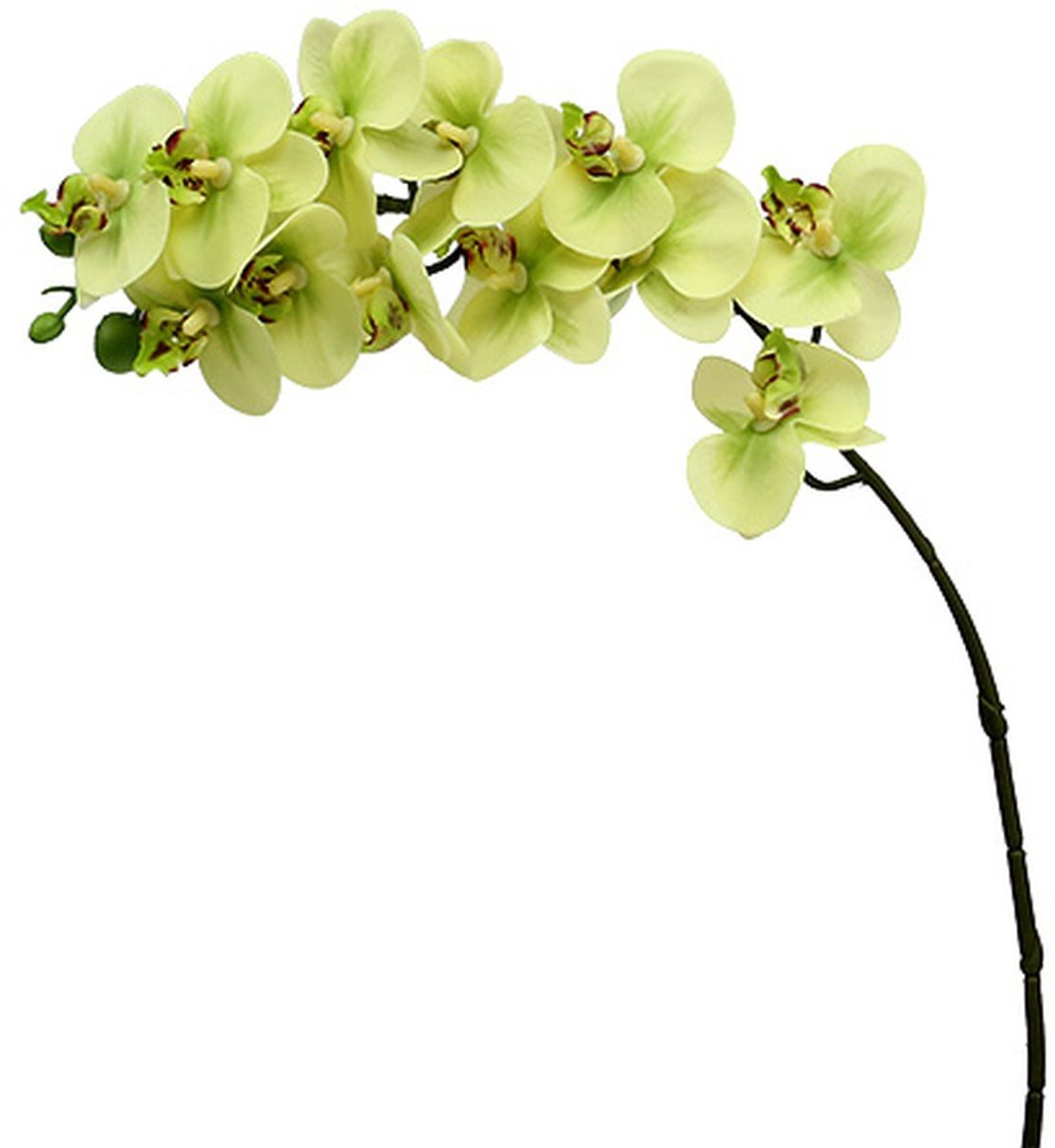 Flor und Decor Orchideeëntak, lichtgroen, L58cm