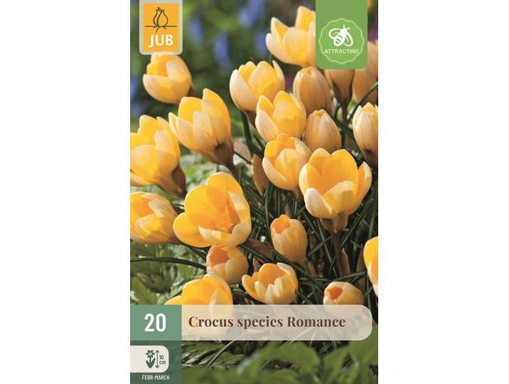 Krokus romance 20 bollen
