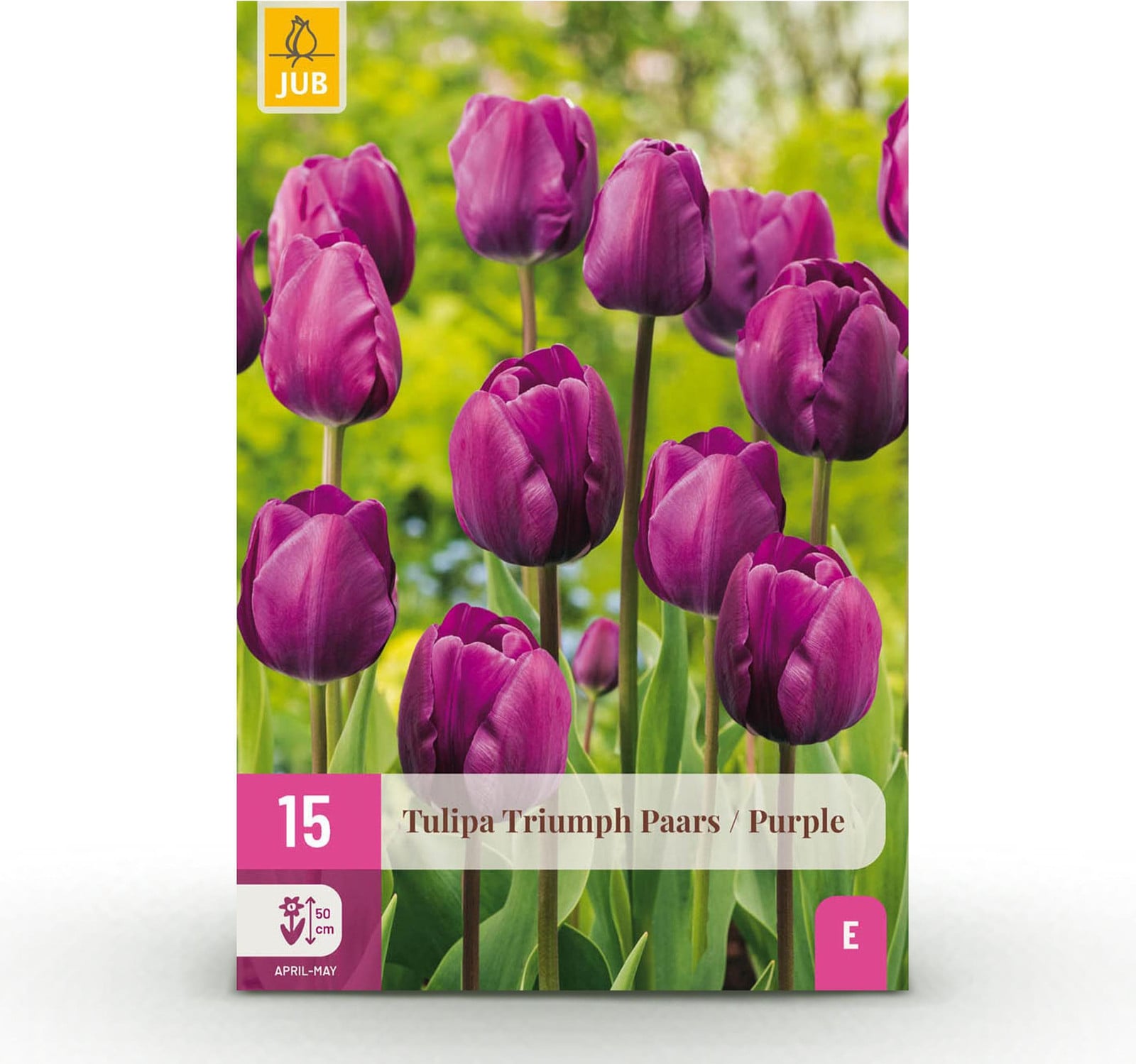 Tulp Triumph Purple Bloembollen - Paars - 15 stuks - Bolmaat 11/12 - Pflanzenboutique