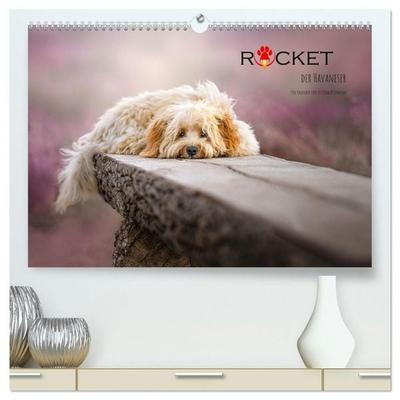 Rocket der Havaneser (hochwertiger Premium Wandkalender 2027 DIN A2 quer), Kunstdruck in Hochglanz