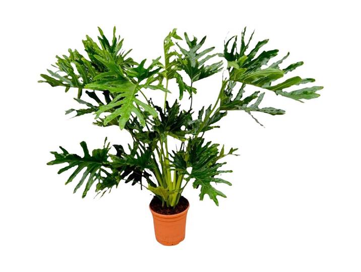 Philodendron Selloum Ø30cm
