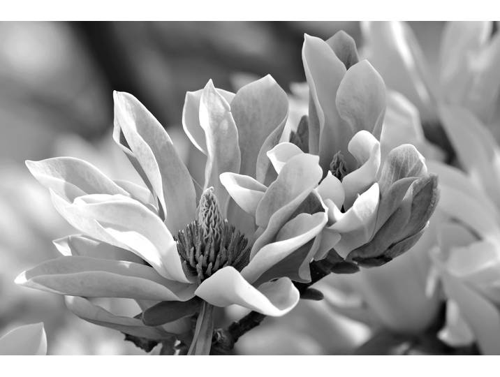 Papermoon Blume Schwarz & Weiß