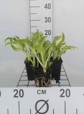 6 x Hosta hybride Undulata Mediovariegata - Pot diameter: 9 cm