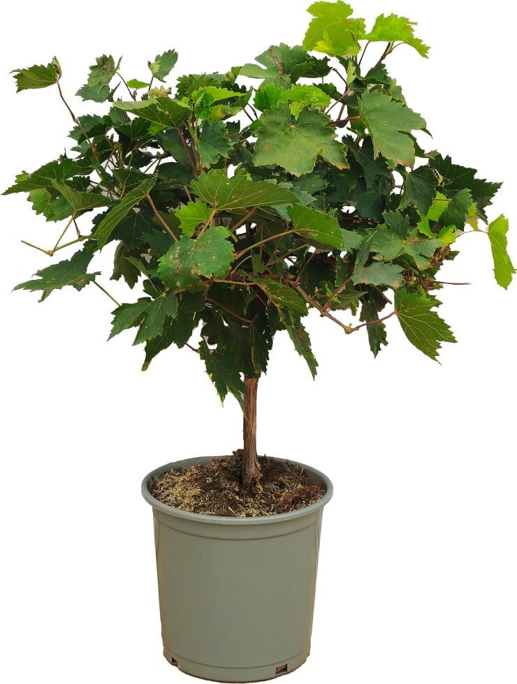 Pflanzen Vitis Vinifera Weinrebe 20 cm Topf