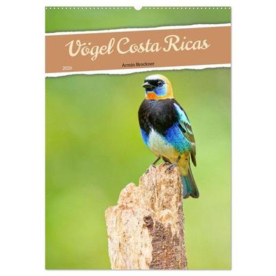 Vögel Costa Ricas (Wandkalender 2026 DIN A2 hoch), CALVENDO Monatskalender