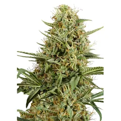 Royal Queen Seeds Hulkberry Auto  3 Samen - 3
