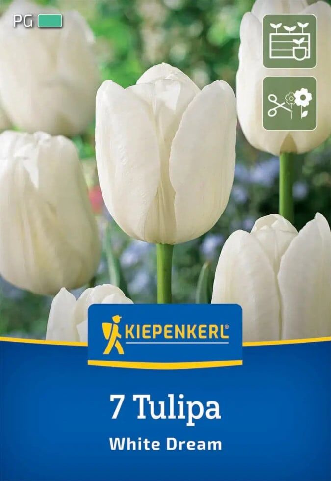 Kiepenkerl Herbstblumenzwiebel Triumph-Tulpe White Dream 7 Stück