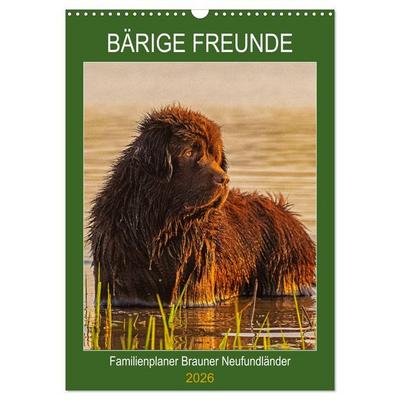 Bärige Freunde - Familienplaner Brauner Neufundländer (Wandkalender 2026 DIN A3 hoch), CALVENDO Monatskalender