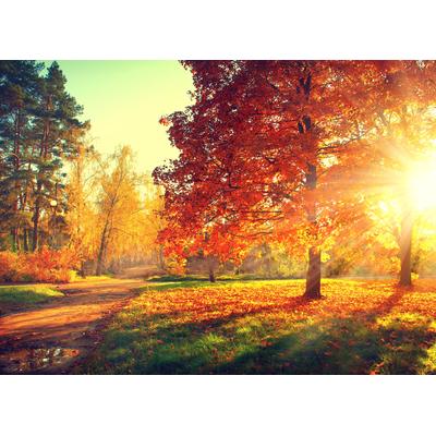 Fototapete PAPERMOON "Autumn Trees", bunt, B:3m L:2,23m, Vlies, Tapeten