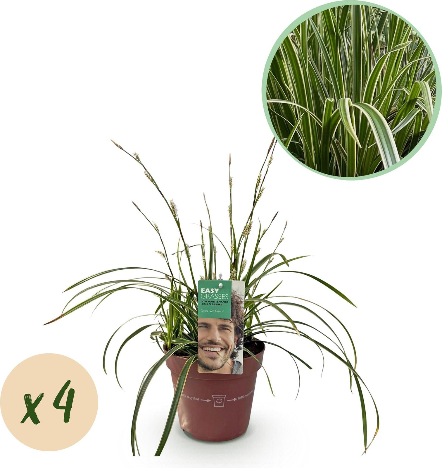Oasis of Life Segge Carex morrowii Ice Dance wintergroen ziergras, 4 planten, Ø 17 cm
