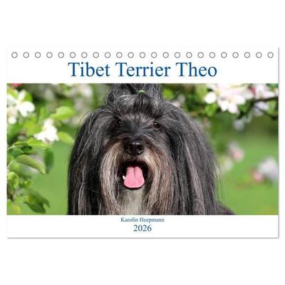 Tibet Terrier Theo (Tischkalender 2026 DIN A5 quer), CALVENDO Monatskalender