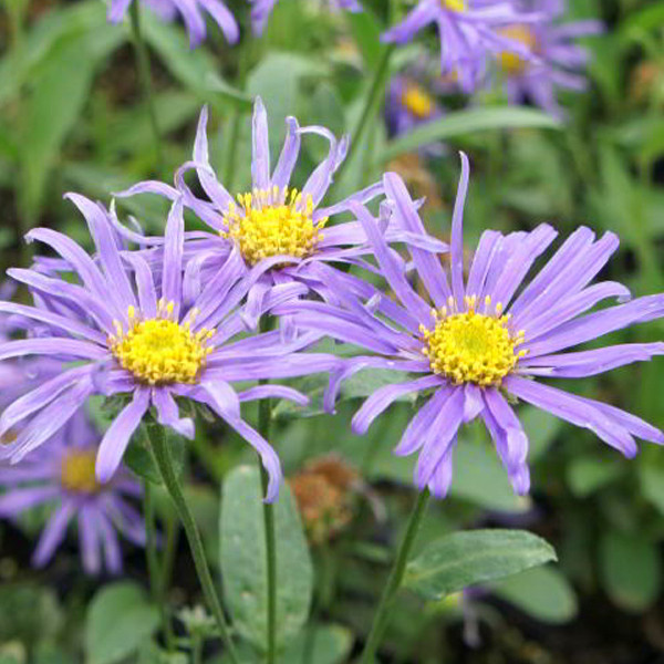 6x Aster Blue King Zomeraster in pot van 9x9 cm door Arborix