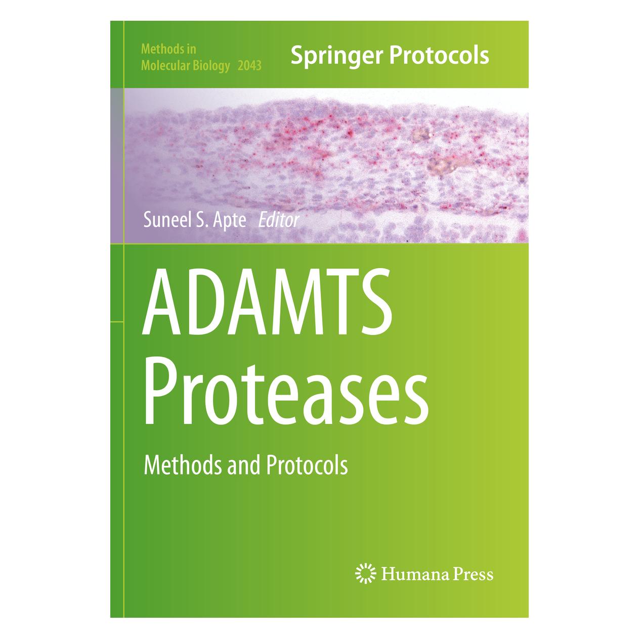 Springer ADAMTS Proteases (Englisch, Softcover, Suneel S. Apte) (56155894)