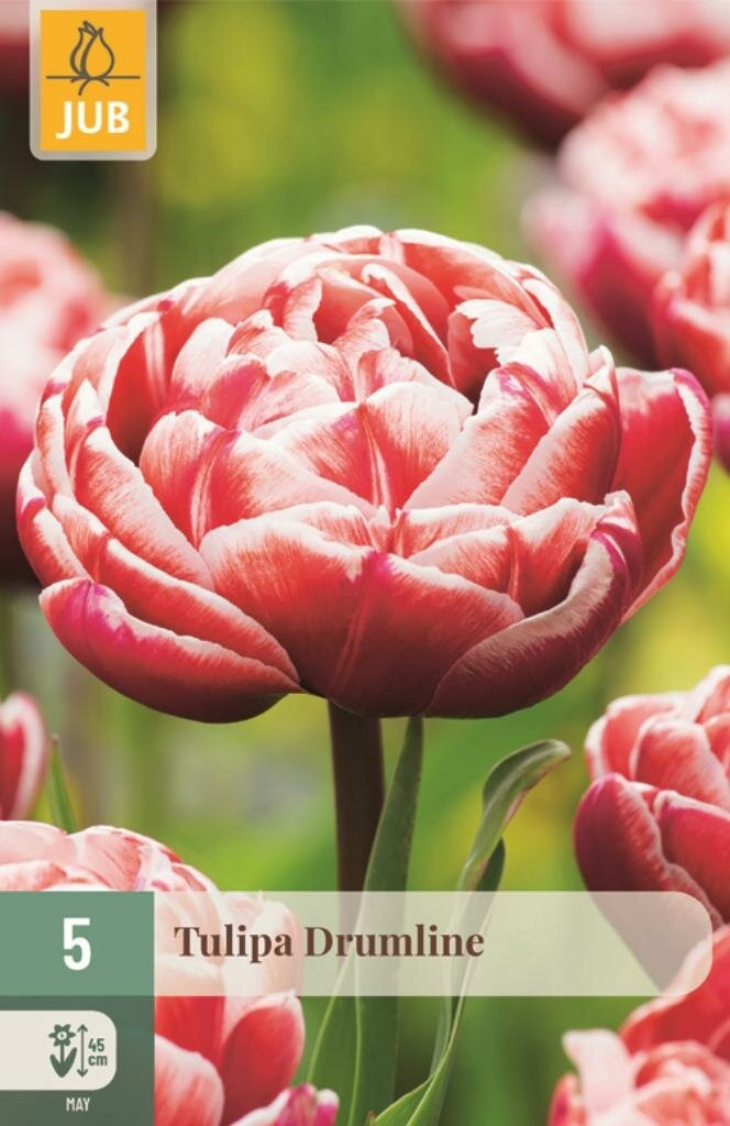 Tulp Drumline Jub 5 bollen