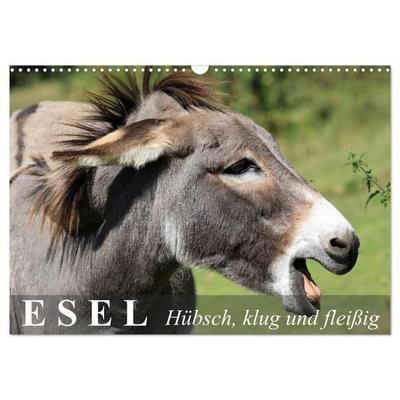 Esel - hübsch, klug und fleißig (Wandkalender 2026 DIN A3 quer), CALVENDO Monatskalender