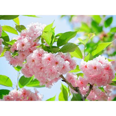 Fototapete PAPERMOON "Sakury Cherry Blossom", bunt, B:2m L:1,49m, Vlies, Tapeten