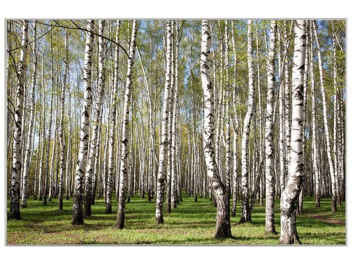 Bild mit Rahmen Birkenwald image LAND