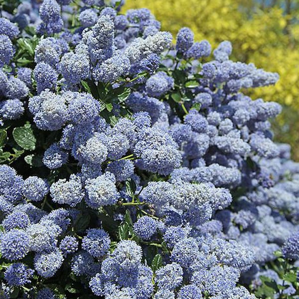 2 x Ceanothus Gloire De Versailles Säckelbloem, 40-50 cm in pot, Arborix