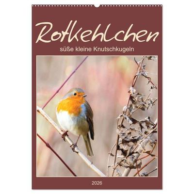 Rotkehlchen, süße kleine Knutschkugeln (Wandkalender 2026 DIN A2 hoch), CALVENDO Monatskalender