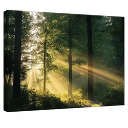 LEINWANDBILD Wald Natur Modern Wohnzimmer 120x80