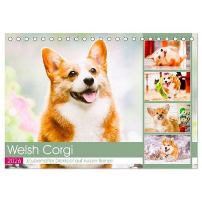 Welsh Corgi. Zauberhafter Dickkopf auf kurzen Beinen (Tischkalender 2026 DIN A5 quer), CALVENDO Monatskalender