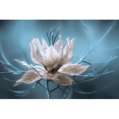 Fototapete PAPERMOON "Photo-Art MANDY DISHER, NIGELLA, BLUMENBLÜTE TÜRKIS", bunt, B:5m L:2,8m, Vlies, Tapeten