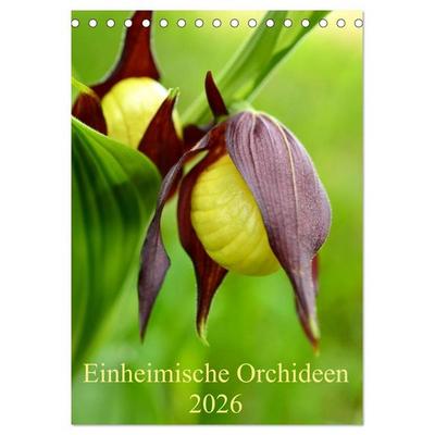 Einheimische Orchideen (Tischkalender 2026 DIN A5 hoch), CALVENDO Monatskalender