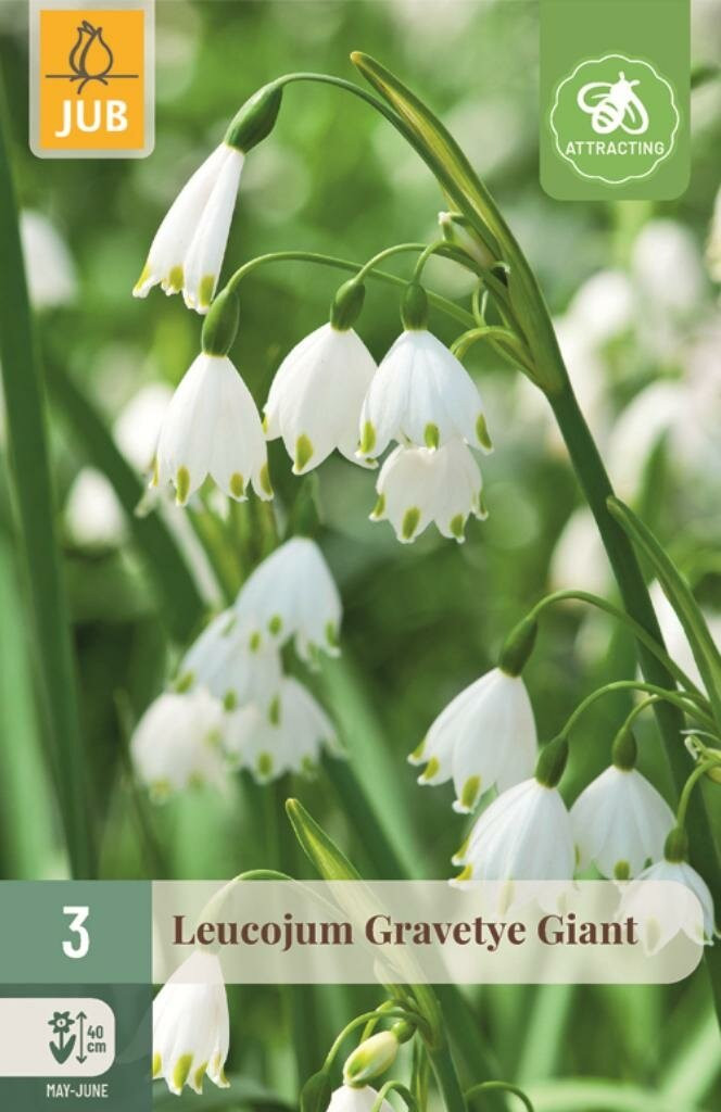3 bollen Leucojum gravetye giant witte bloembollen