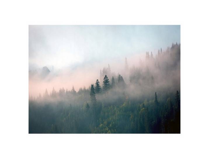 FOTOTAPETE Wald im Nebel Vliestapete Tapete 250x175