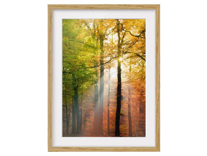 Tableau déco Morning Light IV Chêne massif naturel Multicolore 70 x 100cm