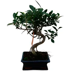 Tchibo - Bonsai »Ficus retusa – Birkenfeige« - grün