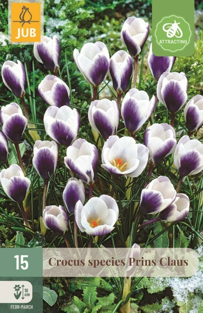15 Crocus Prins Claus bloembollen wit en paars