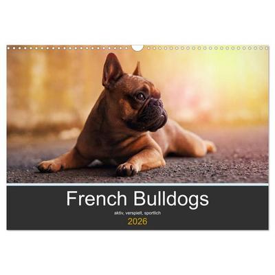 French Bulldog aktiv, verspielt, sportlich (Wandkalender 2026 DIN A3 quer), CALVENDO Monatskalender