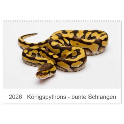 Königspythons - bunte Schlangen (Wandkalender 2026 DIN A2 quer), CALVENDO Monatskalender