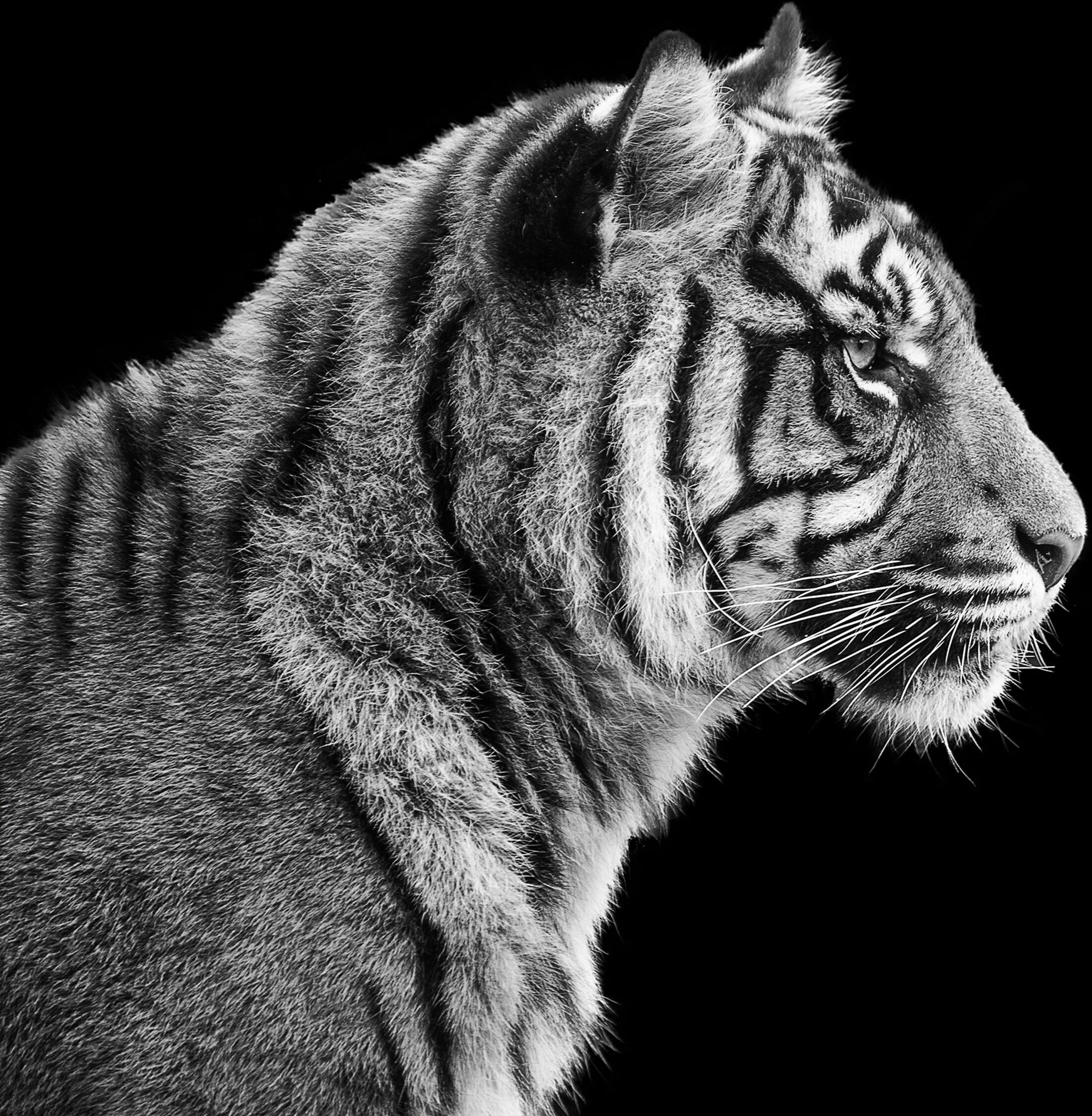 Papermoon "TIGER-LÖWE PUMA GEPARD JAGUAR SCHWARZ WEIß WANDBILD XXL"