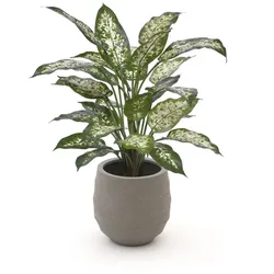 + 10 % Kassenrabatt | Designplants/Luca Lifestyle Dieffenbachia Kunstpflanze (h:60 cm) mit Bordo Balloon Blumentopf