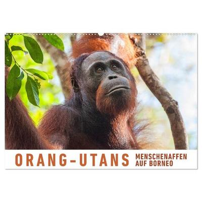 Orang-Utans Menschenaffen auf Borneo (Wandkalender 2027 DIN A2 quer), CALVENDO Monatskalender