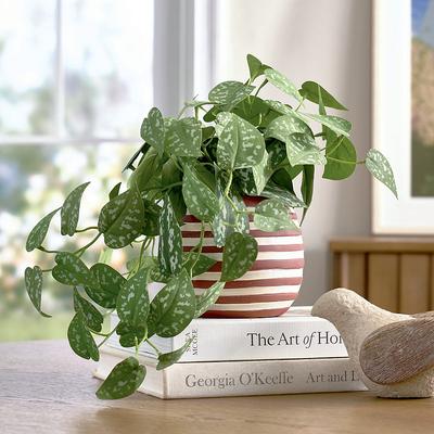 Mini Variegated Potted Arrangement - Grandin Road