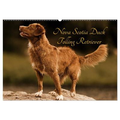 Nova Scotia Duck Tolling Retriever (Wandkalender 2026 DIN A2 quer), CALVENDO Monatskalender